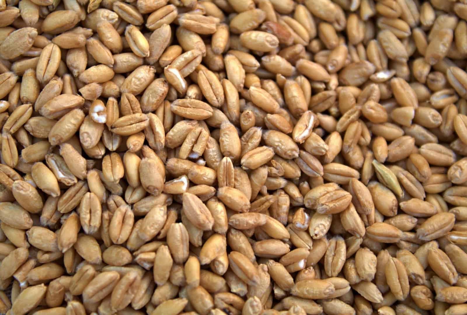 AgroCoin - Blockchain Solutions For Supply Chain Management In Agriculture.