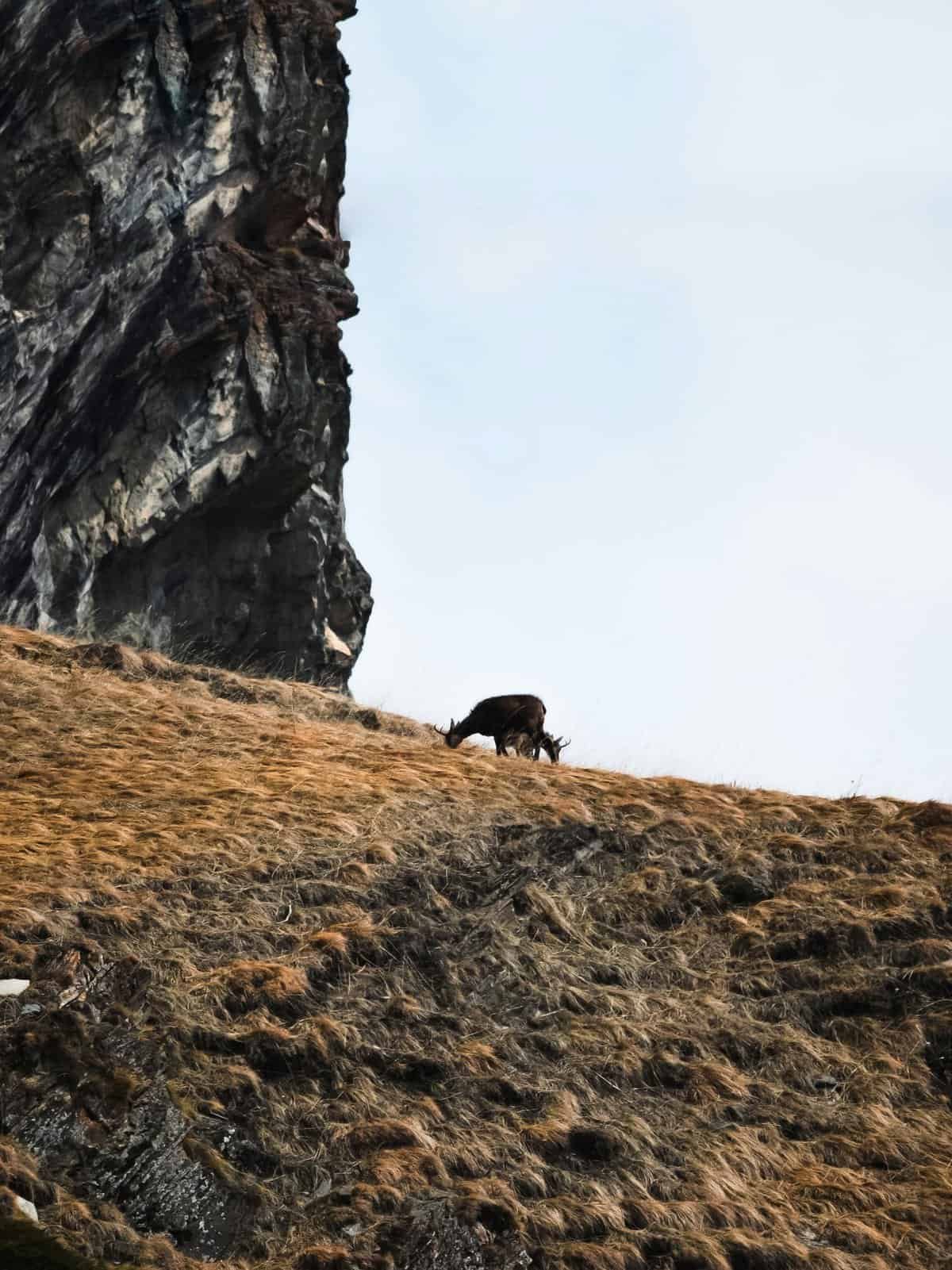 InfinityChain Coin - Unlimited Scalability For Blockchain Applications.