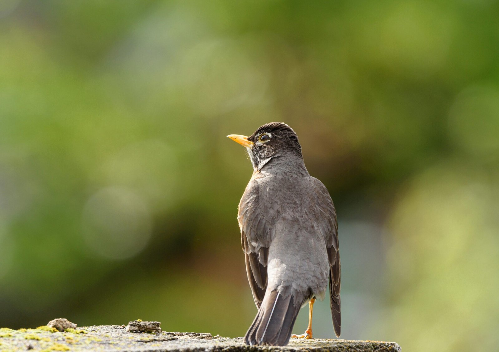 What Are The Environmental Impacts Of Cryptocurrency Mining? What Are The Environmental Impacts Of Cryptocurrency Mining?