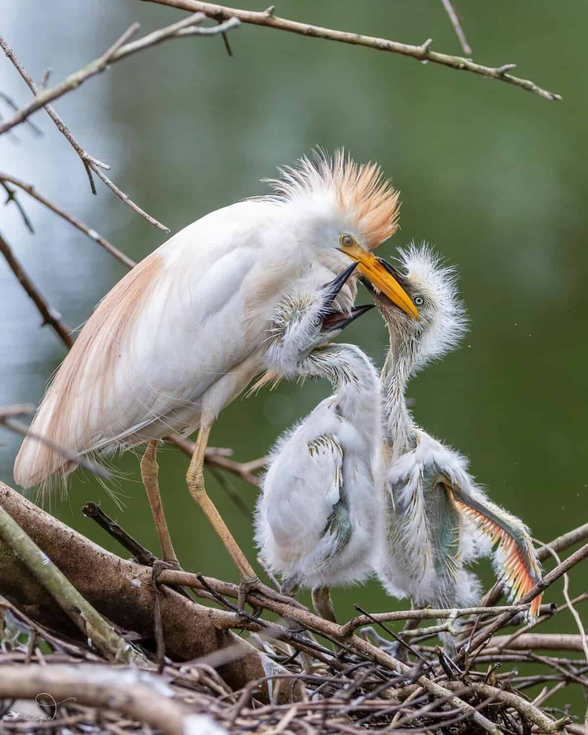 whale tracking scaled