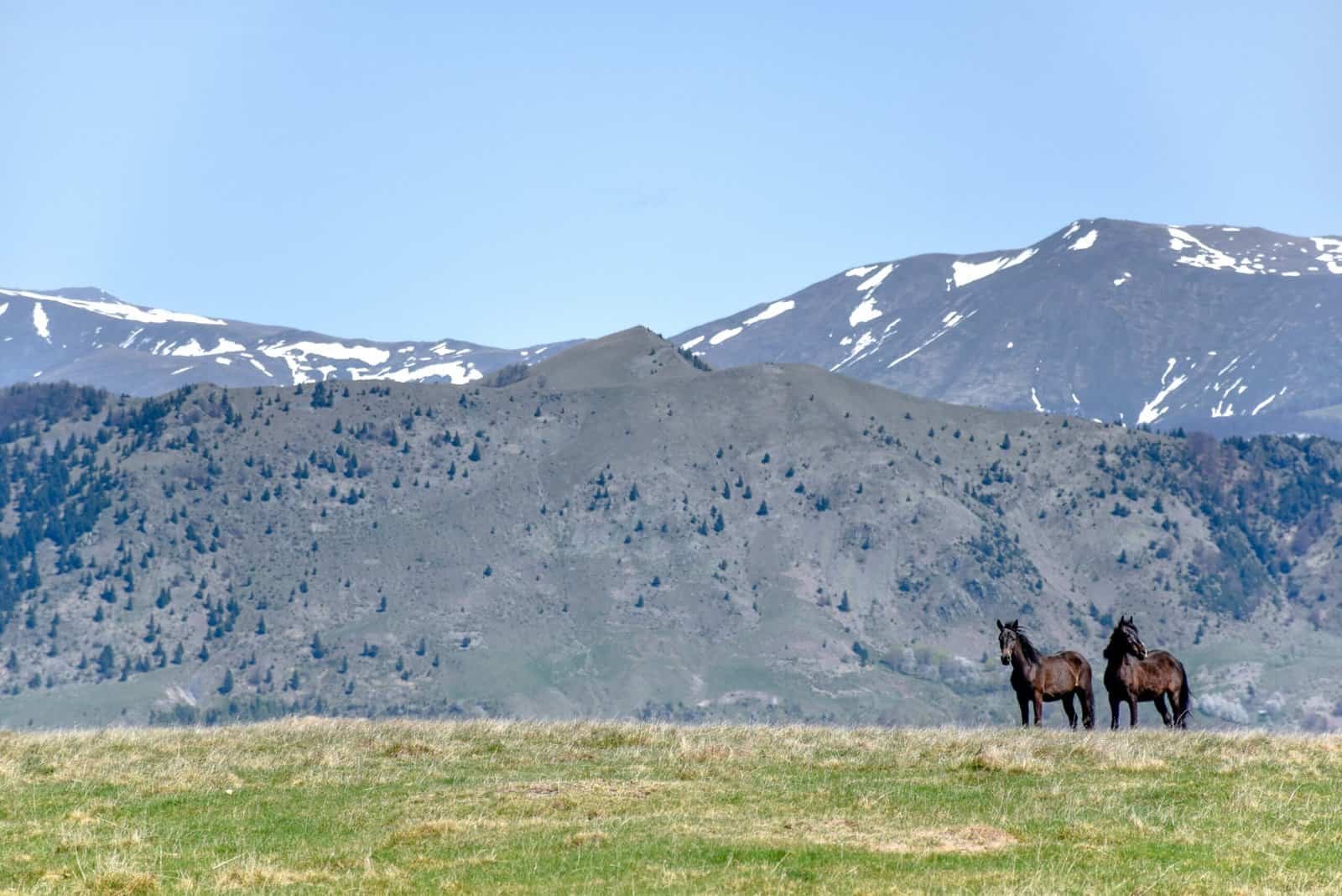 What Is WYST, The Wyoming Stablecoin? What Is WYST, The Wyoming Stablecoin?