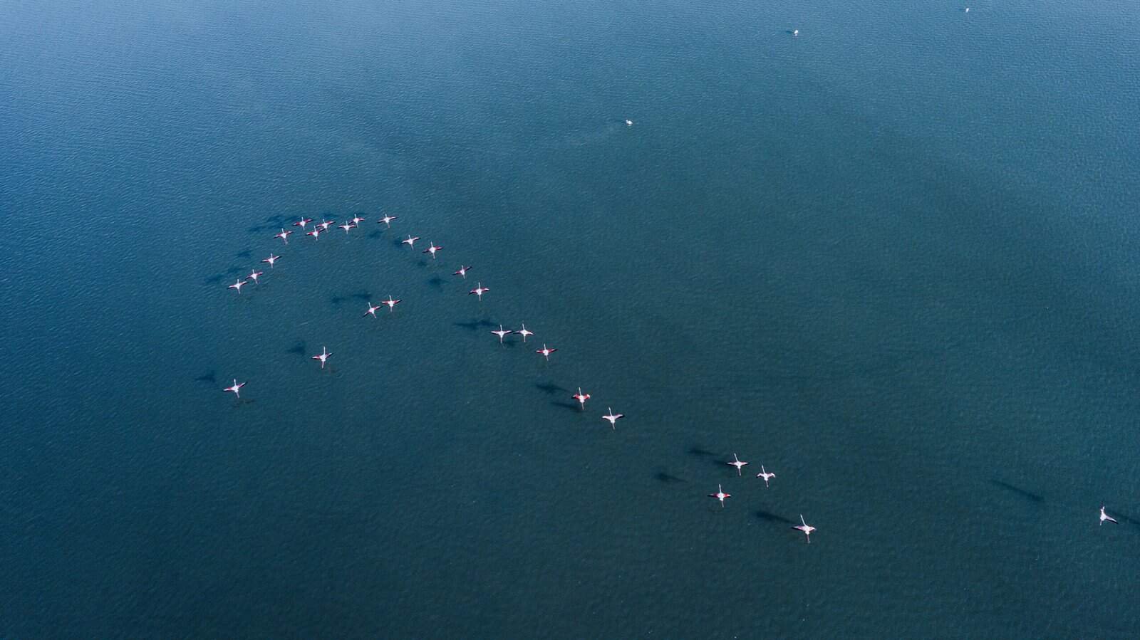 whale tracking scaled