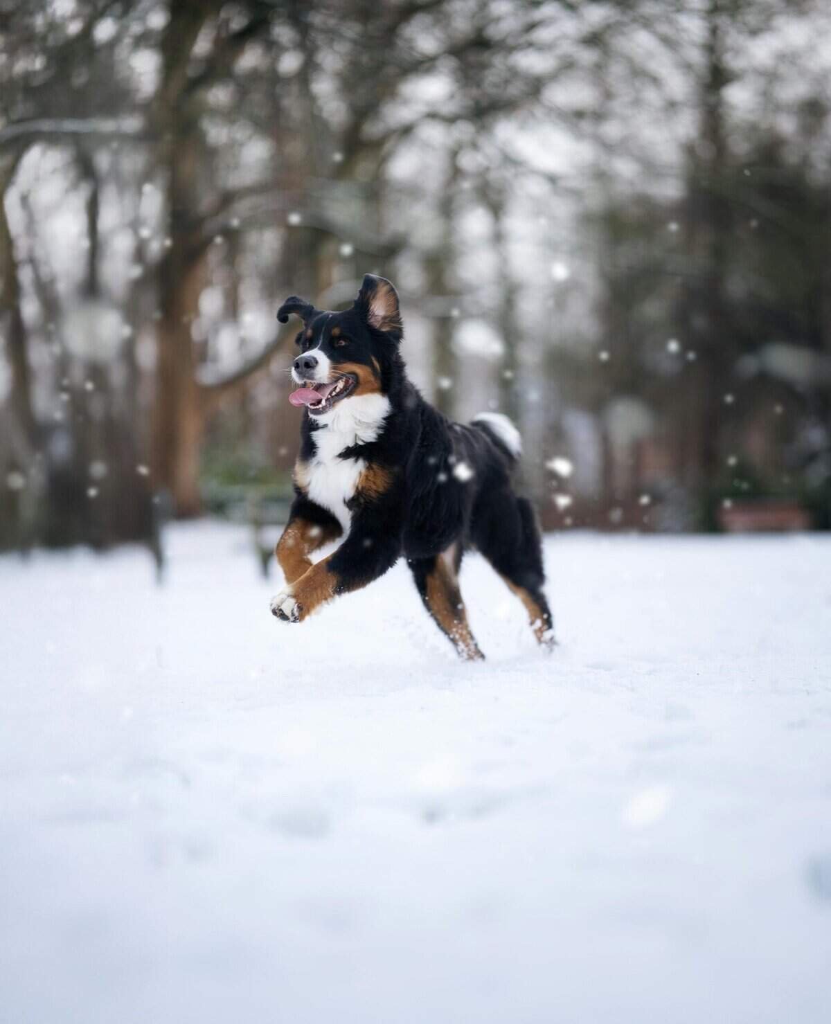 Avalanche Set to Follow Solanas Incredible Rally in Cryptocurrency Market